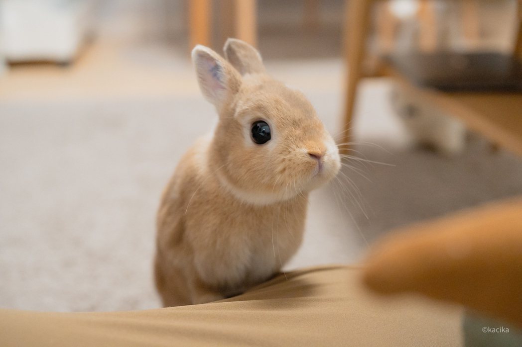 跑到爸爸身邊討零食吃的兔兔。圖擷自@amenochiusagi