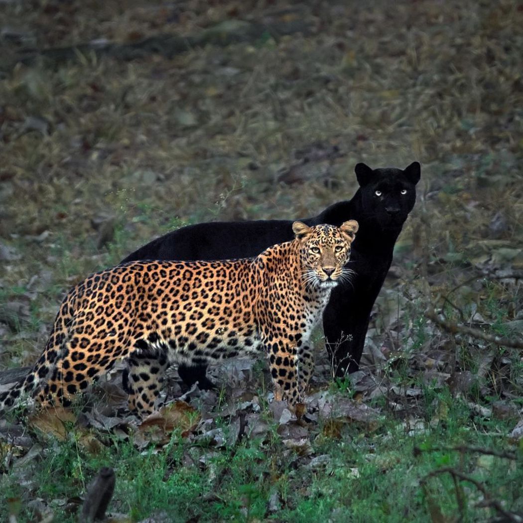一名攝影師為了捕捉一隻花豹以及經常與他同行的黑豹，花了6天時間在野外等待，終於拍到令人驚艷的「花豹與牠的影子」的絕美照片，讓不少網友嘖嘖稱奇。 (圖/取自IG「mithunhphotography」)