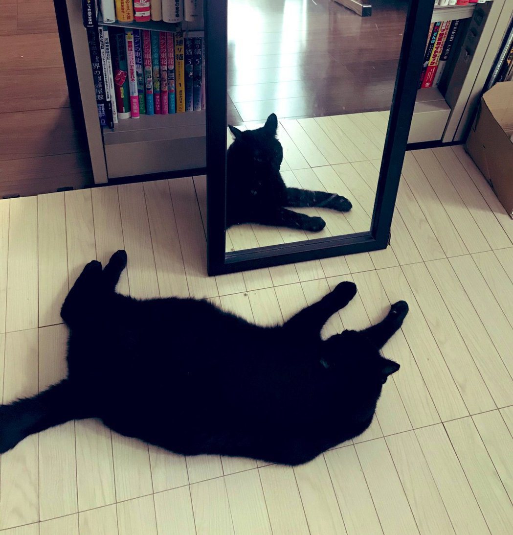 一名飼主某天拍下家中黑貓chill躺在地上的照片，但拍下照片後才發現越看越怪，因為貓咪明明看起來是躺在地上睡覺，鏡子裡的黑貓卻是撐起身體、張大眼睛相當清醒的模樣。 (圖/取自推特)