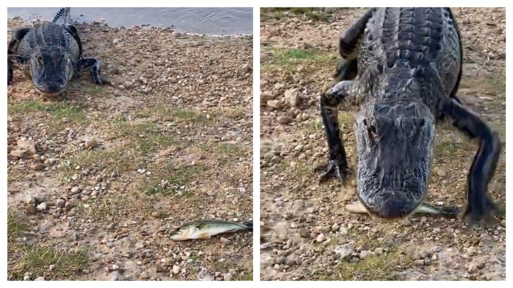 一名釣客在河邊直擊一隻鱷魚從河中爬上岸，他嚇得丟出一隻魚企圖吸引鱷魚轉移注意力，但這隻鱷魚完全無視眼前的美食，就這樣慢慢靠近釣客。 (圖/取自影片)