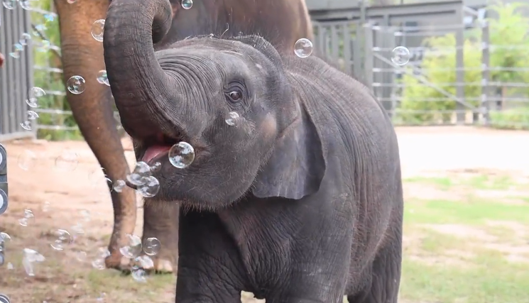 和泡泡嗨玩的幼年亞洲象。圖取自推特