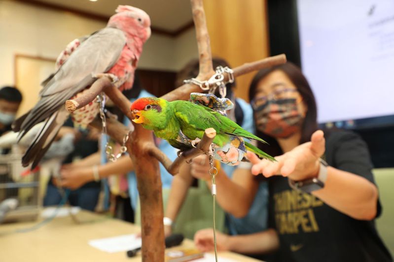 動保團體推出民間版的「寵物鳥飼養指南」，呼籲官方也能盡快推出官方版本。記者陳正興/攝影
