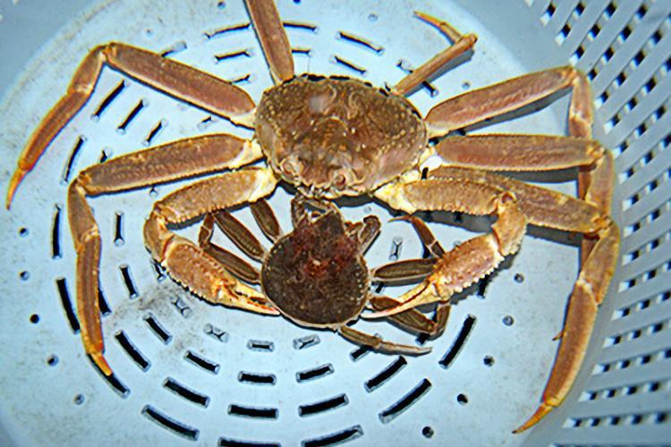 阿拉斯加雪蟹今年產量大減，但科學家並不清楚確切原因。圖為一隻當地捕獲的雪蟹。圖／取自國家海洋暨大氣總署官網