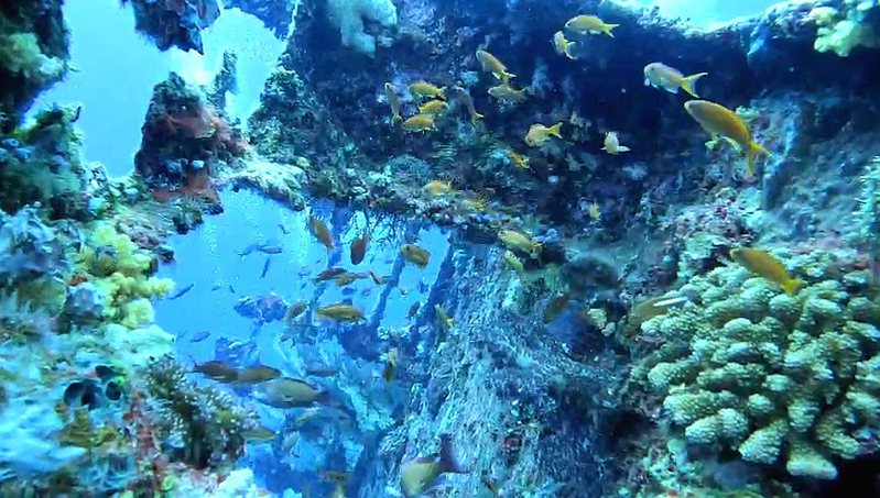 「堡壘號」39年前沉沒於蘭嶼八代灣約36米深國際錨點，成為人工魚礁，因為珊瑚礁、熱帶魚數量繁多，已成為知名潛水點。圖／藍海屋潛水提供