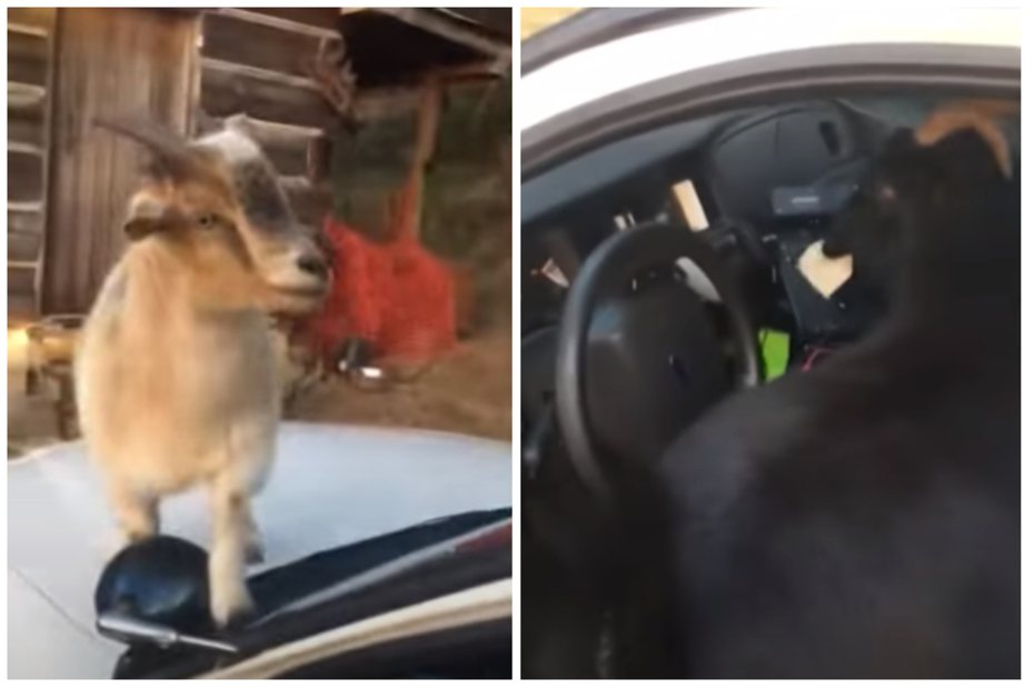 兩隻山羊跑到警車上探險，其中一隻還吃掉車上的文件（右）。圖取自YouTube