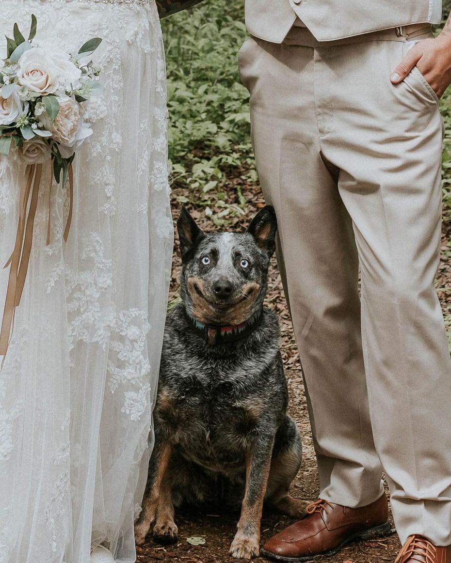 一對新人日前帶著共同飼養的愛犬一起去拍婚紗照，結果收到婚攝給的照片後，發現愛犬竟然在每一張照片上都露出尷尬到不行的笑容，這對新人看到忍不住笑翻。 (圖/取自IG「sarahpukinphotography」)