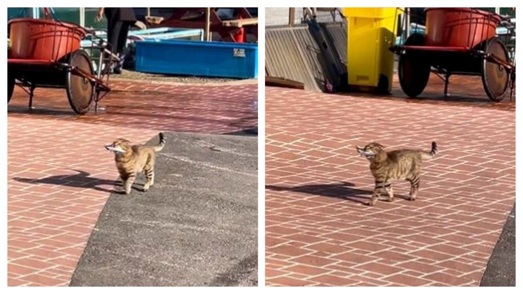 一名網友募集到一隻虎斑流浪貓經過一間水產店附近，嘴上叼著一隻活跳跳的小魚，開心的昂首闊步在路上走，一臉得意的樣子就像在說「今天給自己加菜囉」。 (圖/取自推特)