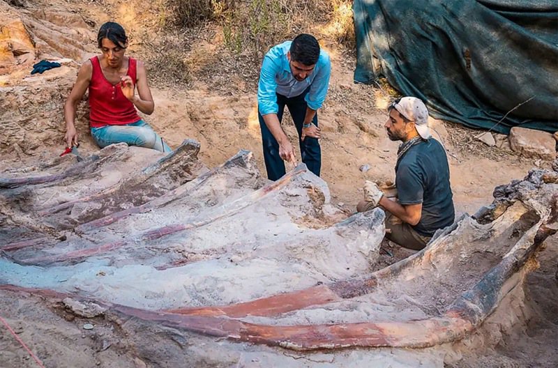 葡萄牙和西班牙的科学家8月初在葡国中部邦巴（Pombal）附近一间房子的花园里发现这些骨骸。 法新社(photo:UDN)
