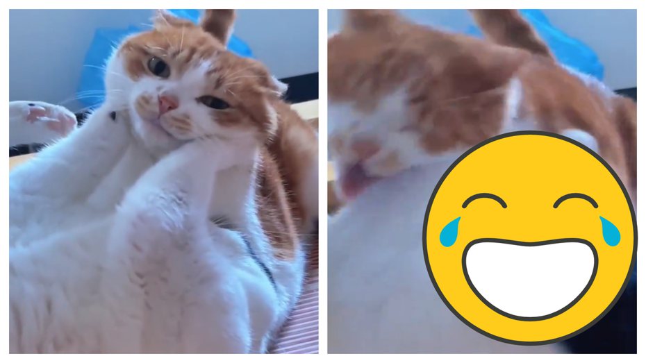 一名貓奴看到家中的橘白貓托腮的可愛模樣被萌翻，結果沒幾秒竟然發現真相不是這樣。 (圖/取自影片)