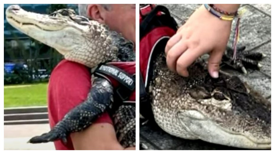 一名飼主帶鱷魚到公園散步，親人的牠不但可以抱甚至可以摸摸，飼主表示這隻鱷魚不是普通的鱷魚，是能夠伴人走過憂鬱的「情感支持動物」。 (圖/取自影片)