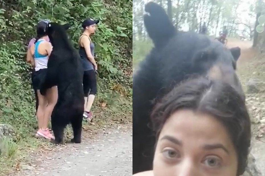 短褲女子意外被黑熊纏上。圖擷自reddit、推特