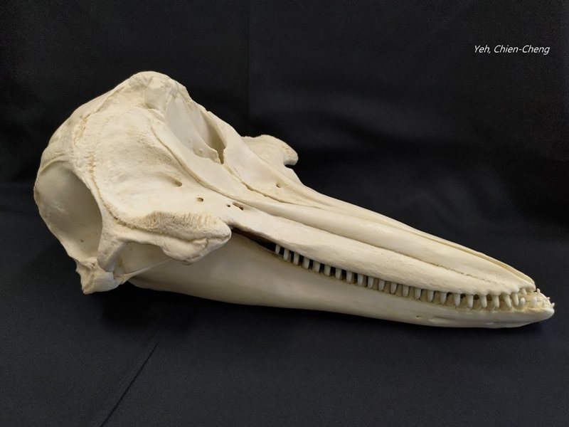 瓶鼻海豚的頭骨模型。  圖片提供／葉建成