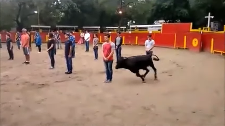 來自墨西哥蒙特雷理工學院的 40 名學生在一頭年輕強壯的公牛身上進行了物理實驗。圖／翻攝自Youtube