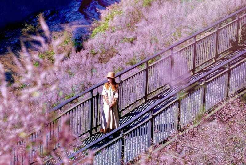 萬年峽谷設有觀景步道和停車場，春天還能觀賞到夢幻的粉紫色麝香木花。 圖／Read...