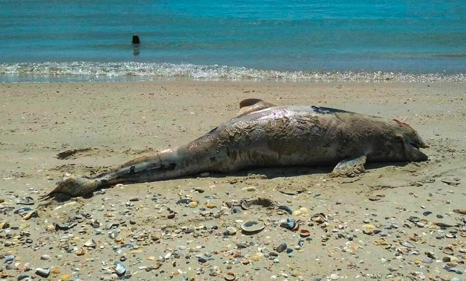 烏克蘭科學家發現俄烏戰爭爆發以來，已經有超過5000隻海豚死亡，屍體被沖上岸，殺死牠們的元兇並非砲彈或魚雷，而是「俄軍使用的聲納」。 (圖/取自「Ivan Rusev」臉書)