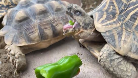 一隻動物園飼養的烏龜正在吃中餐，結果面前擺了一個青椒，烏龜咬下去後愣了一下突然仰天張大嘴哀號，就像是在嫌棄青椒很噁心一樣。 (圖/取自影片)