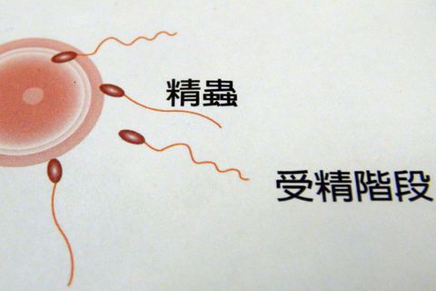 打破「精子向前衝，卵子等候」的醫學謠言（上）：我們怎麼看精卵關係？