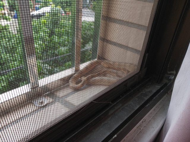 網友發現一隻蛇爬上窗戶。圖擷自PTT