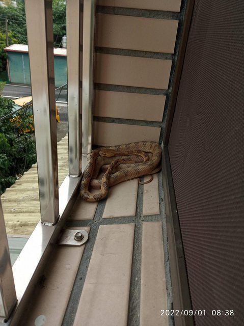 網友發現一隻蛇爬上窗戶。圖擷自PTT