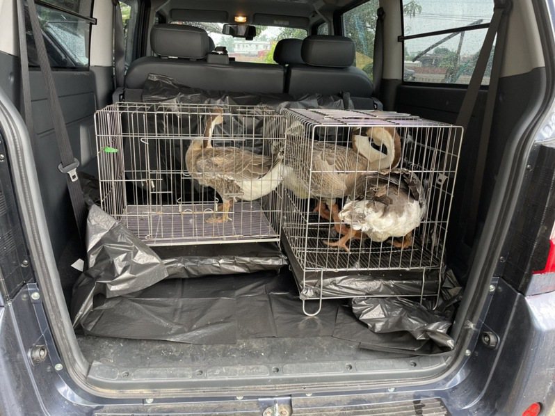 警方委由高市農業局動保處將4隻鵝帶回收容，結束一場公母鵝流浪記。記者石秀華／翻攝