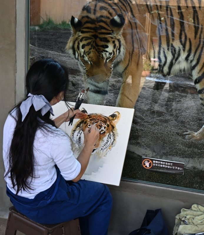 動物園園方請來藝術家為動物繪製肖像畫，某天藝術家坐在老虎展覽區工作，玻璃窗內的老虎看到女子正在畫牠，好奇的湊過去盯著看了很久直到對方畫完。 (圖/取自推特)