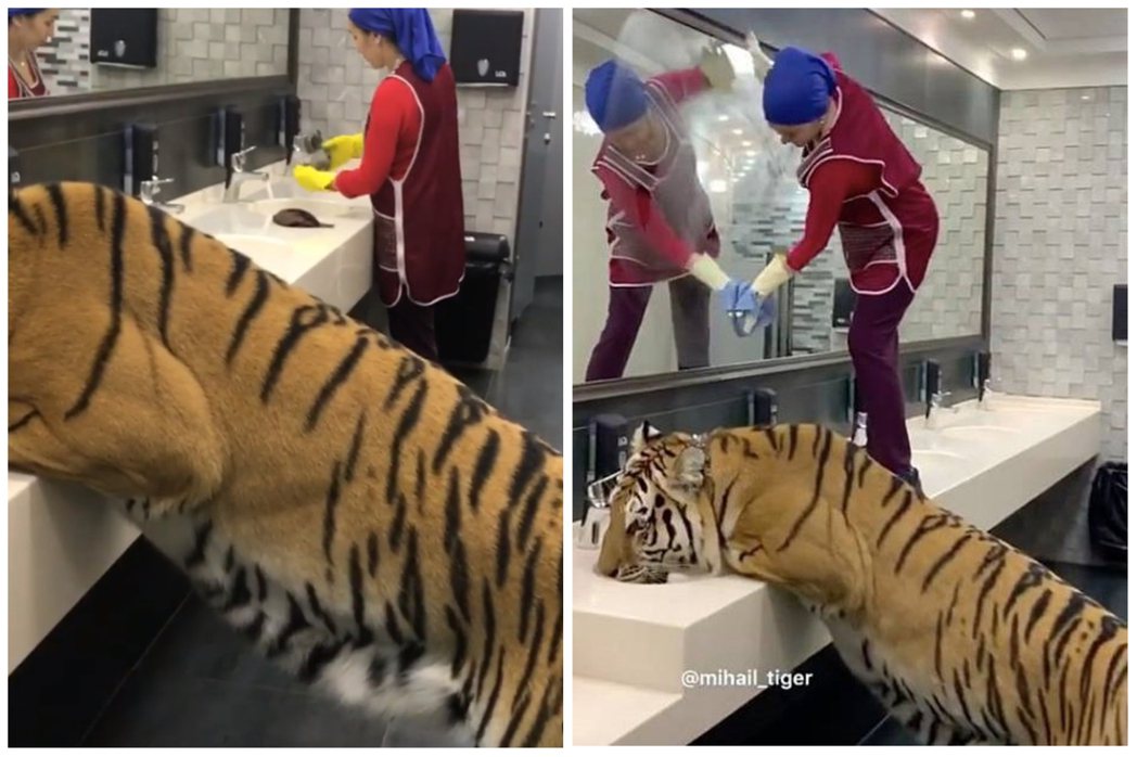 老虎洗手台喝水，清潔阿姨超淡定。圖取自IG