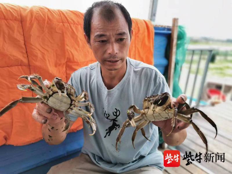 陽澄湖蟹農徐三男稱，今年夏天高溫炎熱影響大閘蟹的生長。（取自揚子晚報）