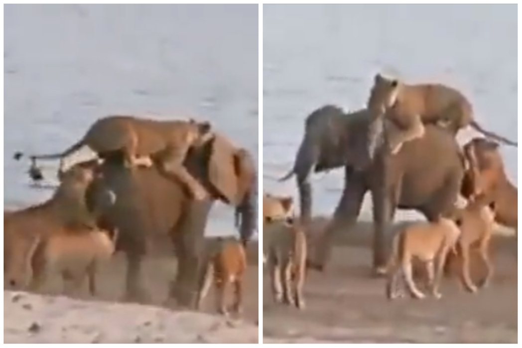 大象對戰14隻獅子獵補。圖取自推特