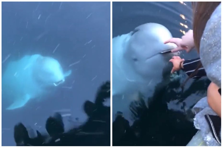 白鯨幫遊客撿回手機。圖取自reddit