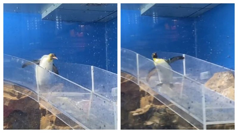 日前一名女子到桃園某水族館觀光，看到國王企鵝剛好在滑梯上呆萌走著，結果企鵝下一秒竟突然腳滑差點跌倒，女子也隨之發出驚恐尖叫，讓不少網友笑翻「比企鵝本鵝還緊張」。 (圖/取自影片)