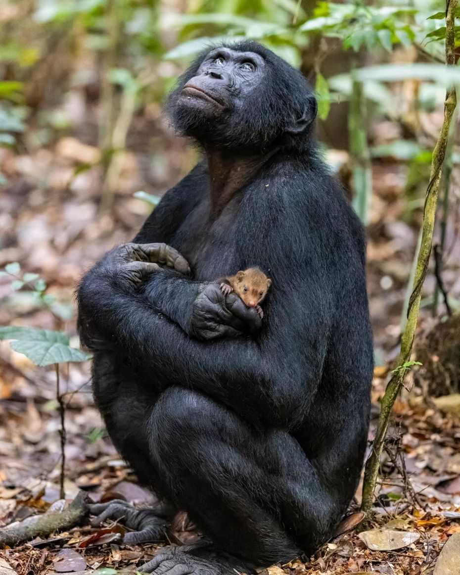 一名攝影師拍到雄性黑猩猩懷裡抱著一隻貓鼬寶寶的照片在網路上瘋傳，黑猩猩充滿父愛的模樣讓不少網友直呼動容，但動物專家卻表示，這背後的故事恐怕令人細思極恐。 (圖/取自IG「christianziegler」)