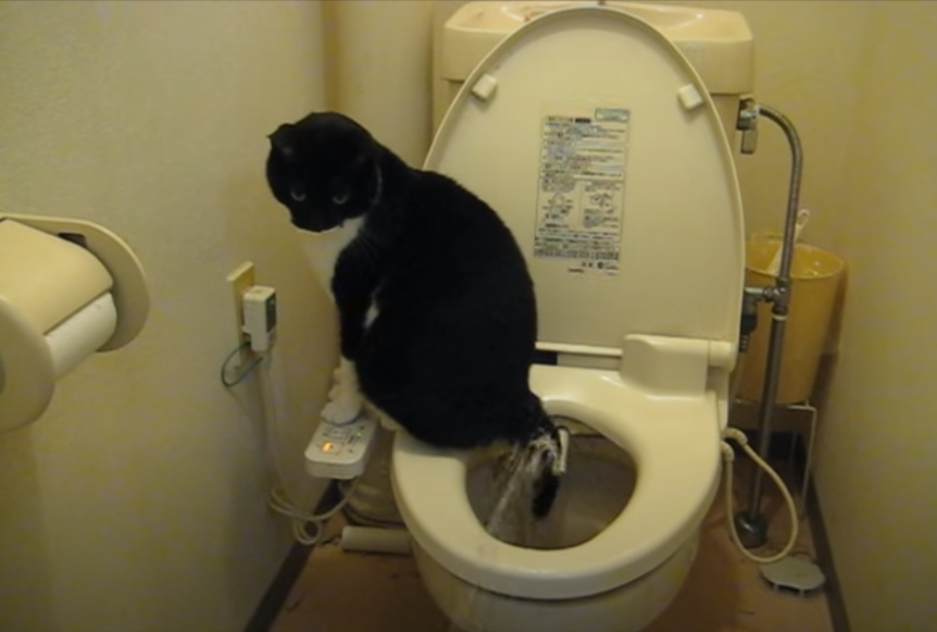 貓咪會自己用免治馬桶。圖取自YouTube