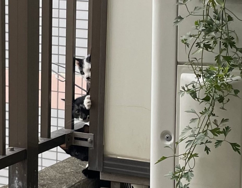 日本網友在陽台驚見「三顆貓頭」偷窺。（圖／翻攝自推特@mayao216）