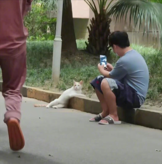 貓咪被四川強震嚇到腿軟。圖取自微博