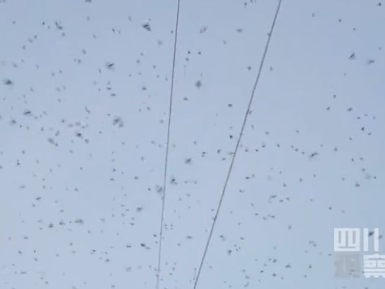 有網友拍到四川強震前一天色相當昏暗，數千、數百隻蝙蝠在天空上盤旋飛舞，不少網友直呼天有異相。 （圖／取自影片）