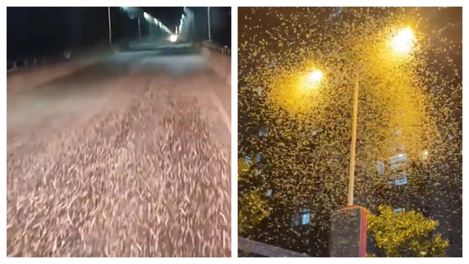 最近一段影片在網路上瘋傳，城市裡出現大量白色飛蟲，屍體在路上堆起來高達十幾公分，多到連車子都在路上打滑出車禍，不少民眾目擊到現場都嚇壞了。 (圖/取自影片)