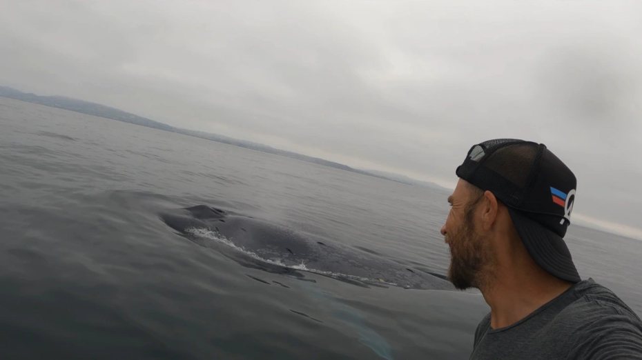 一名衝浪客日前在海上玩立槳衝浪時，非常幸運地與一隻藍鯨相遇，在不到25公尺的範圍內，藍鯨全程還陪著他衝浪一小時。 (圖/取自影片)