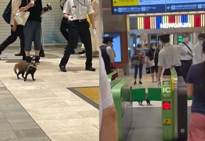 日本新宿車站驚見貉趴趴走。（圖／翻攝自推特@core_kaopy）