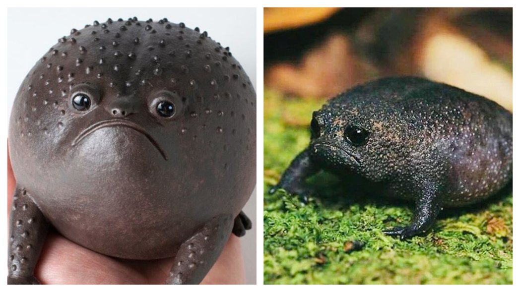 一組照片在網路上瘋傳，一隻黑色圓胖青蛙卻有著一張極度悲傷的臉，乍看就像是酪梨長出眼睛跟嘴巴一樣。 (圖/取自Coricks)