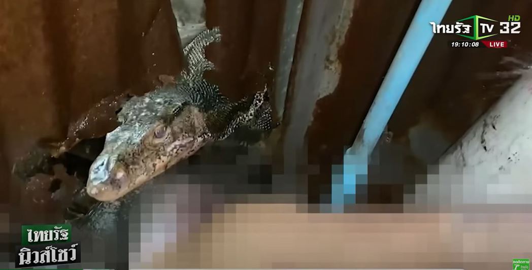 一名男子在浴室因不明原因猝死，2隻巨大的蜥蜴聞到有肉味就過來啃食男子的屍體長達三天，警方接獲通報後破門而入，目睹巨蜥「用餐現場」整個嚇到崩潰。 (圖/取自影片)
