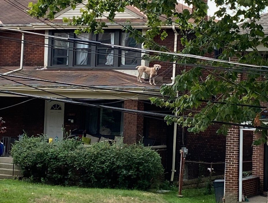 狗狗趁家裡無人偷跑到屋頂上玩。（圖／翻攝自推特@at_elan）