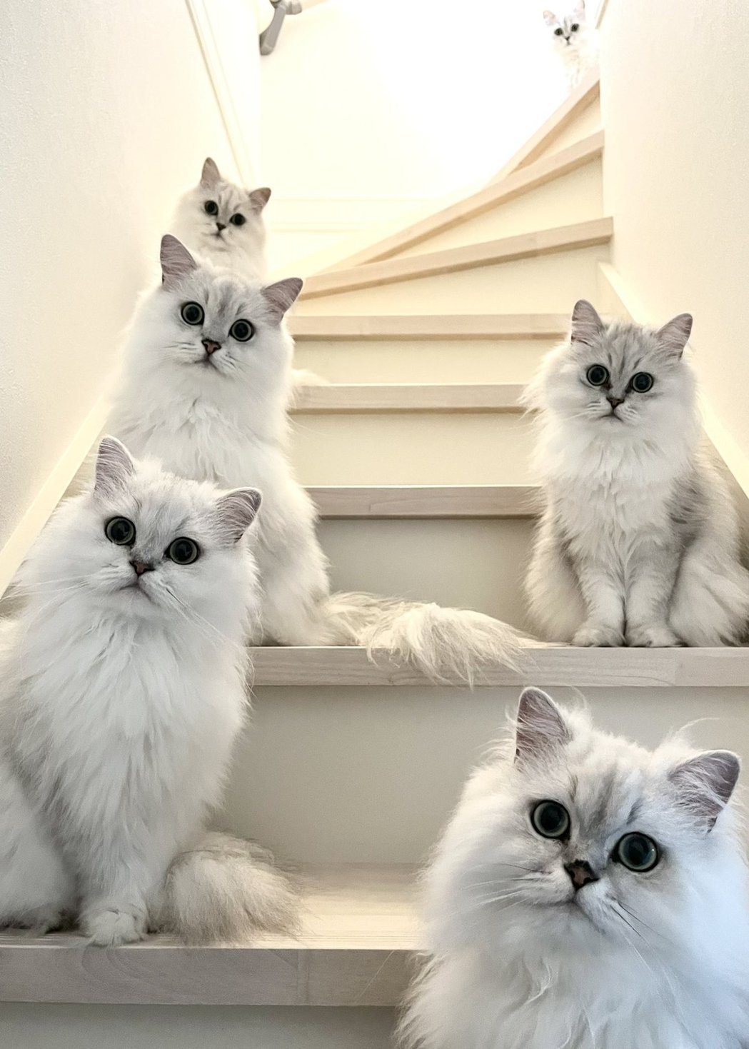 某天一名貓奴回家時看到6隻貓咪整齊排列在樓梯上，用同樣的一號表情迎接他回家。 (圖/取自推特)