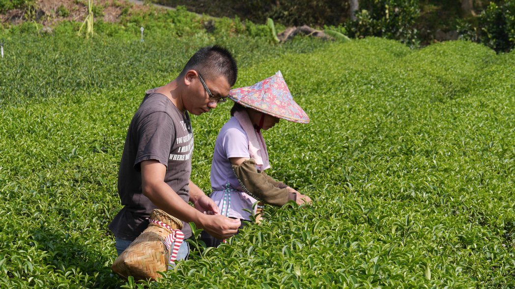放棄資訊工程師返鄉，游正福（左）期許營造喝茶文化。圖／游正福提供
