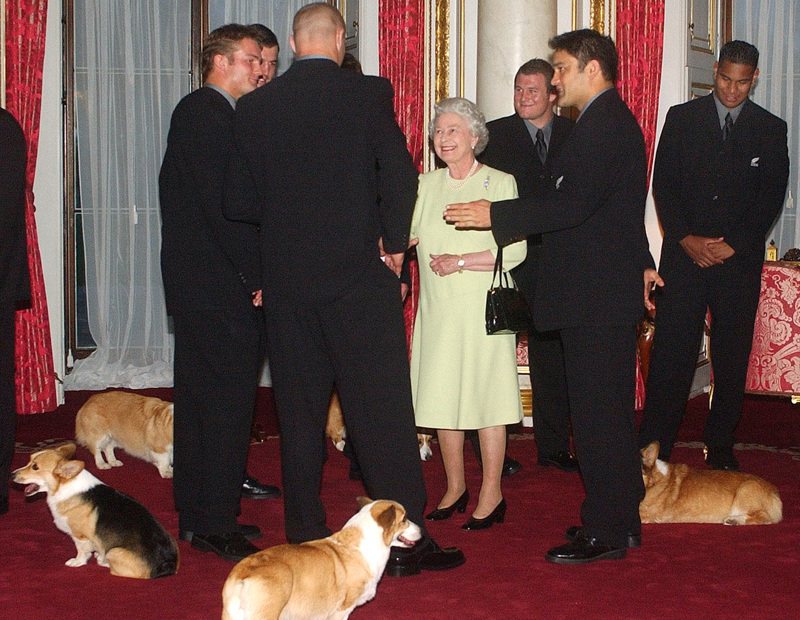 英國女王伊麗莎白二世畢生一共養了超過30隻柯基犬。圖為英國女王接見紐西蘭國家橄欖球隊。圖／美聯社資料照