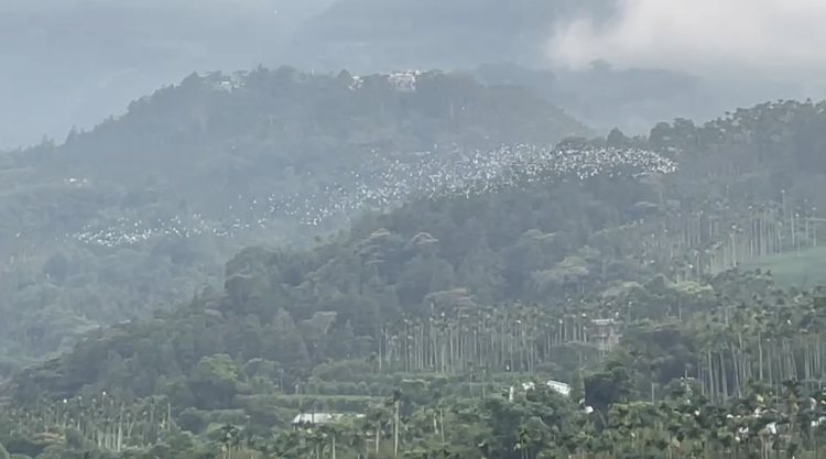 白露後昨天20批6000多隻黃頭鷺，在嘉義梅山太興村上演成群由北往南遷徙秀。圖／太興村長簡慶輝提供