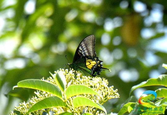 金斑喙鳳蝶被視為世界八大名貴蝴蝶之首，野外生存數量非常稀少，極少被人發現。（取自廣東省林業局網站）