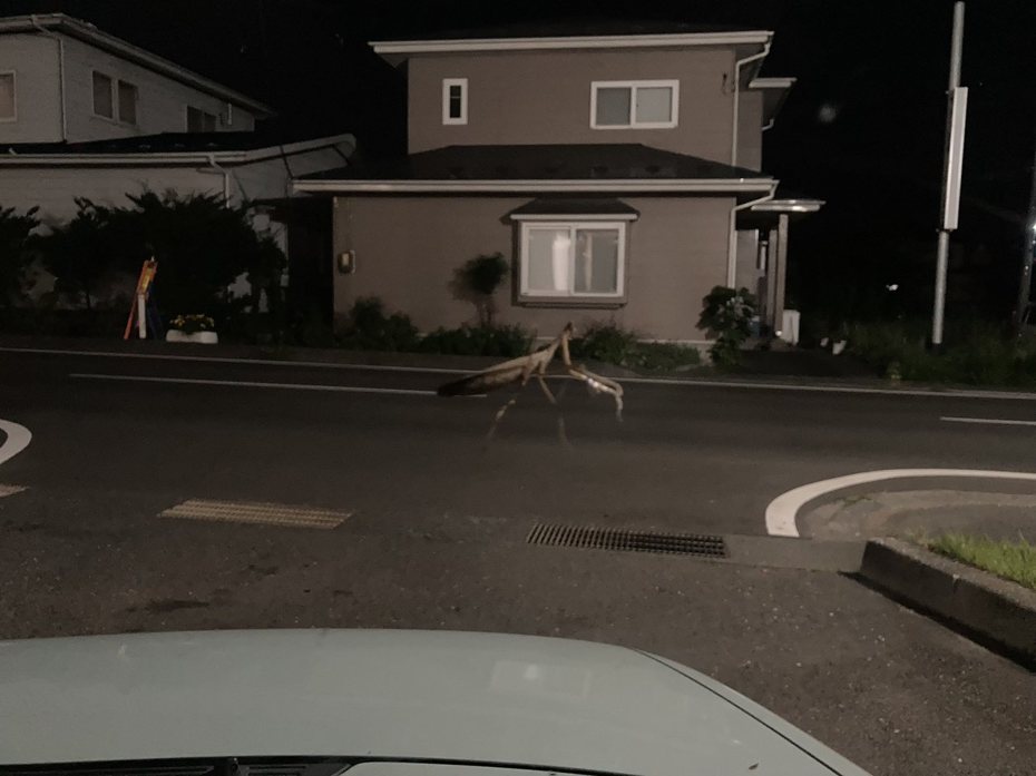 有網友無意間拍到一張「超巨型螳螂」深夜停在馬路上的照片。圖擷自@Yaramari_Doukyo