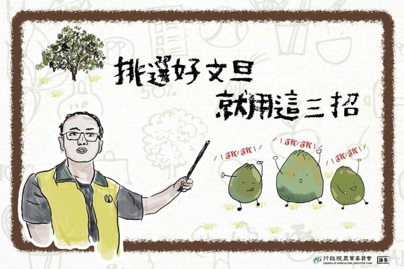台南區農改場提供挑選好文旦3個方法參考。圖／取自張汶肇臉書