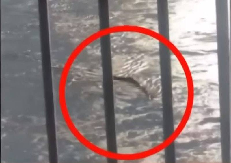 韓國民眾日前在首爾盤浦大橋附近的漢江，拍到1條長約10公尺不明生物，「水怪」在江中靈活自如地游泳，路線呈「S形」。（網上圖片）