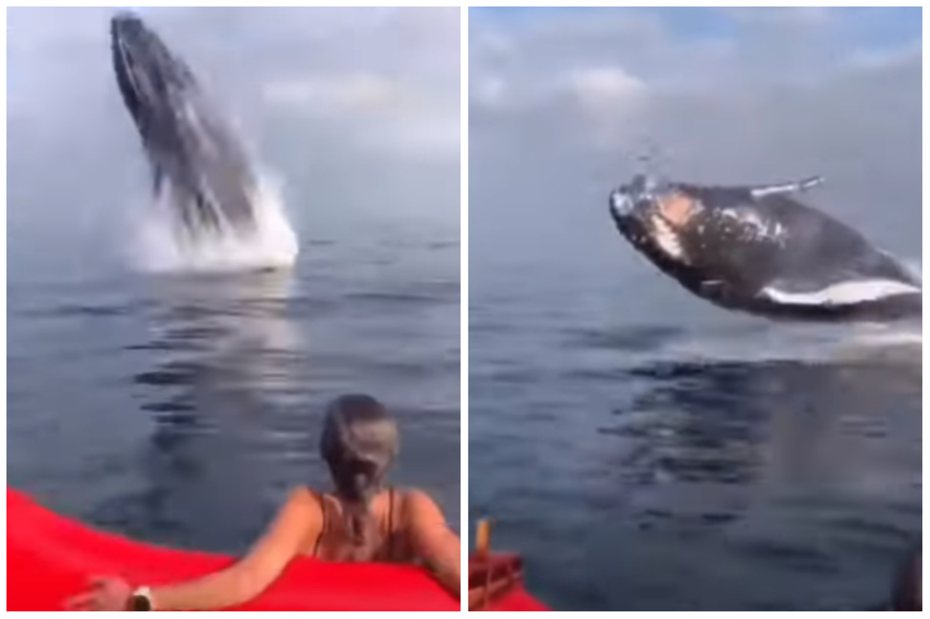 鯨魚躍上水面發出巨大叫聲。圖取自YouTube